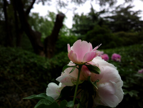 芍药