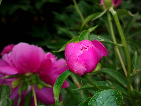芍药花蕾