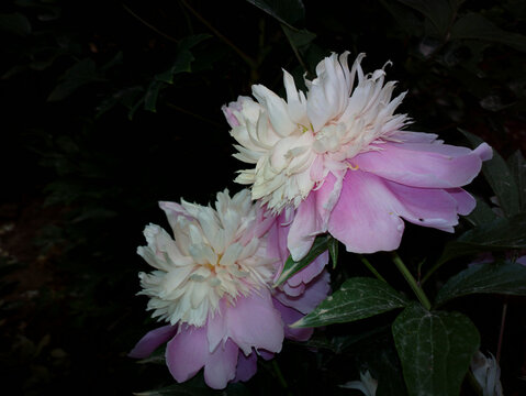芍药