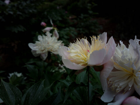 芍药
