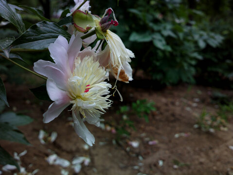 芍药