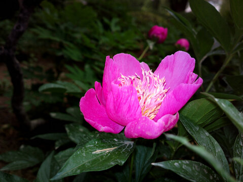 芍药