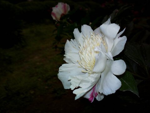芍药