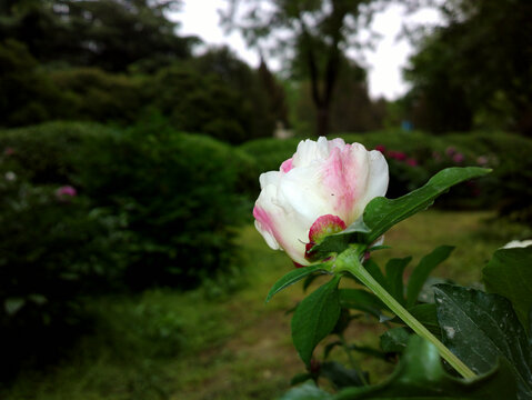 芍药