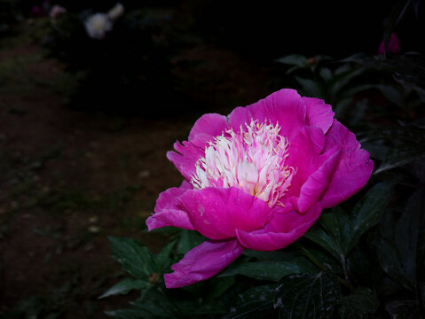 芍药