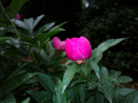 芍药