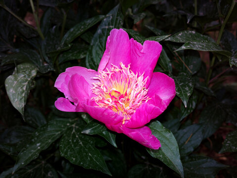 芍药