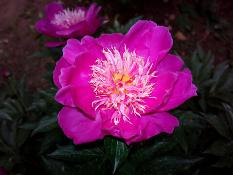 芍药