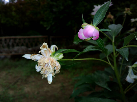 芍药