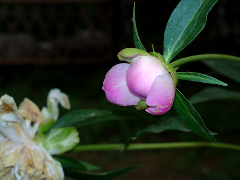 芍药