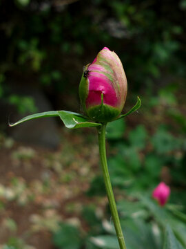 芍药花蕾