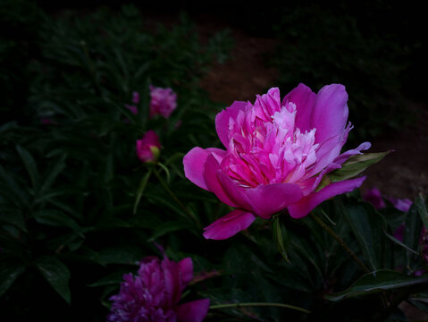 芍药