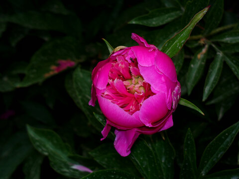 芍药