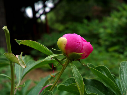 芍药花蕾