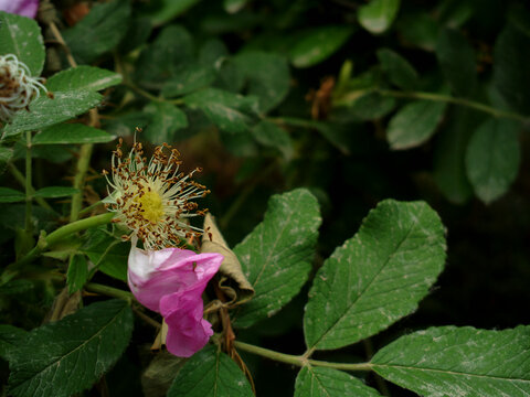 花蕊