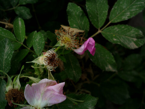 花蕊