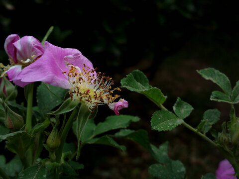 花蕊