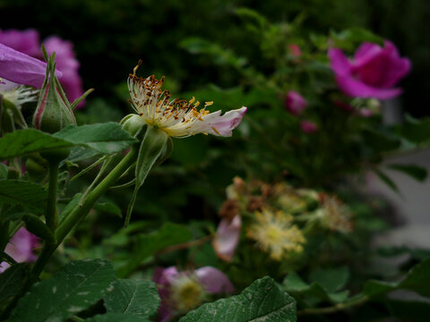 花蕊