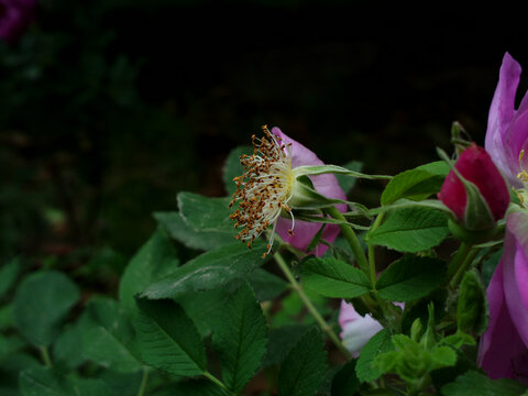 花蕊