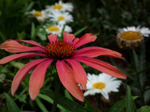 天人菊