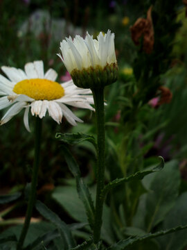 雏菊