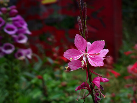 山桃草