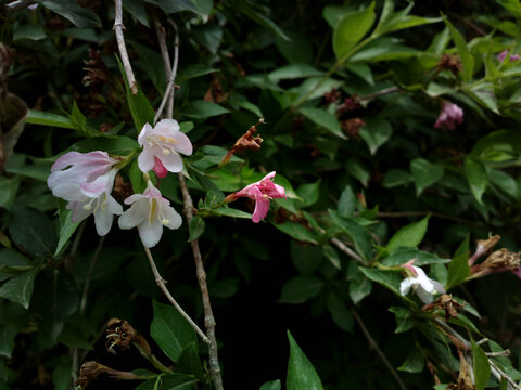 锦带花