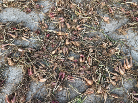 地面上散落的新鲜葱头