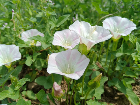 打碗花