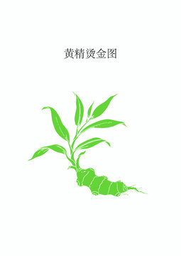 黄精烫金版