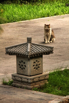 石灯旁休憩的猫咪
