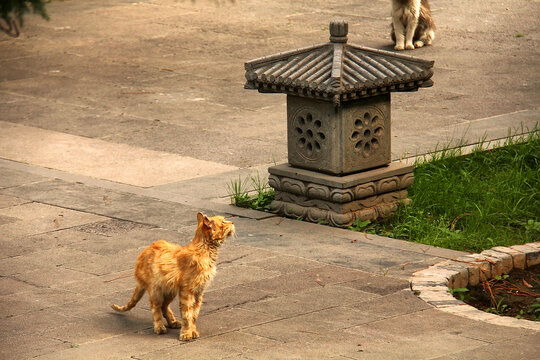 庭院中漫步的橘猫与石灯
