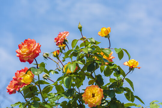 仰拍的月季花