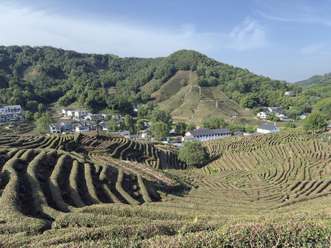 狮峰龙井茶田