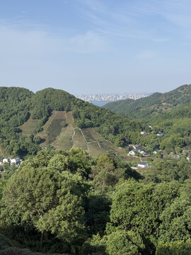 狮峰龙井茶田