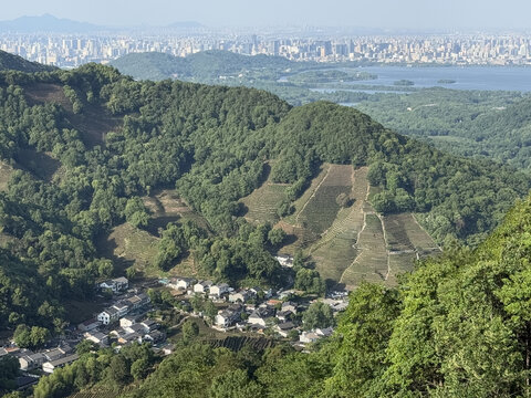 狮峰龙井茶田