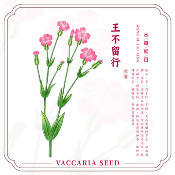 王不留行