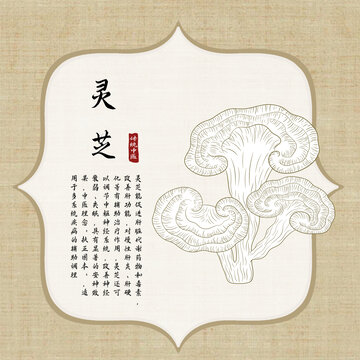 灵芝线稿