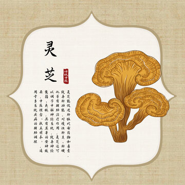 灵芝插画