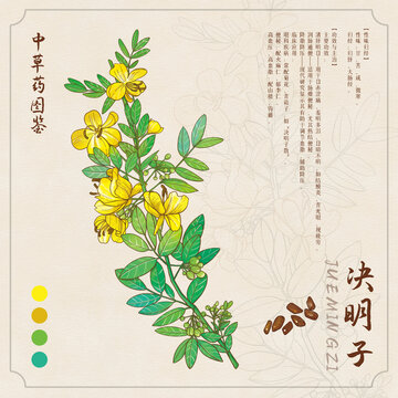 决明子中草药图鉴