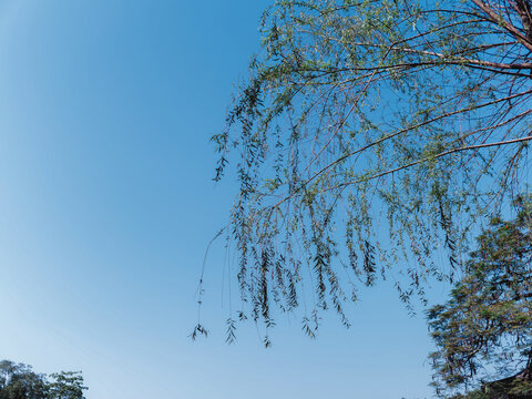 自然的植物叶子