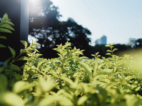 自然的植物叶子
