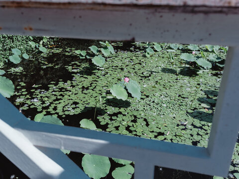 湖里水面上的荷叶