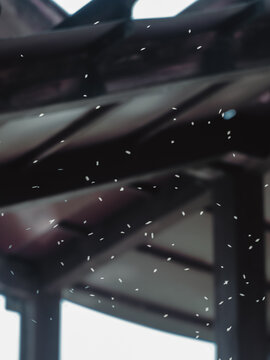 空中飞舞的蚊虫