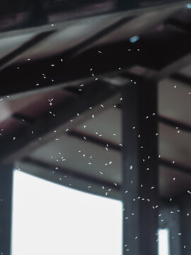 空中飞舞的蚊虫