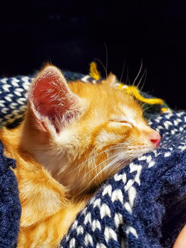 橘猫惬意躺卧在织物上