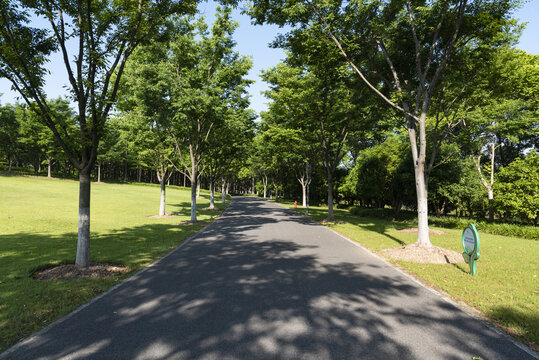 林荫道路