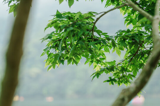 阳光下的翠绿树枝与叶片