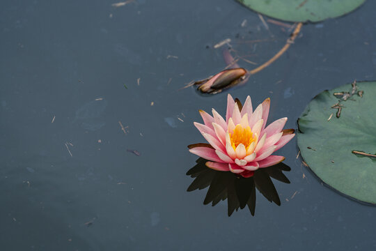 孤芳独赏的粉色睡莲特写
