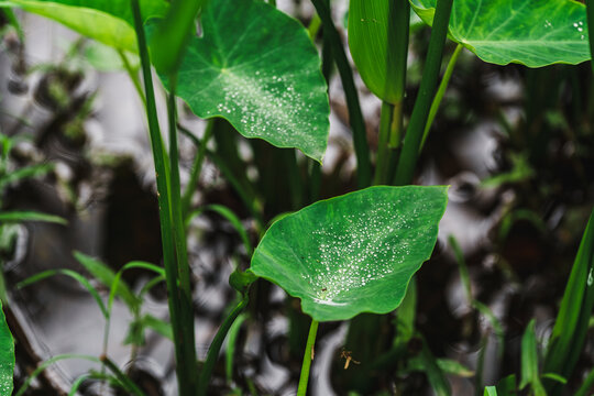 带水珠的绿色水生植物叶片